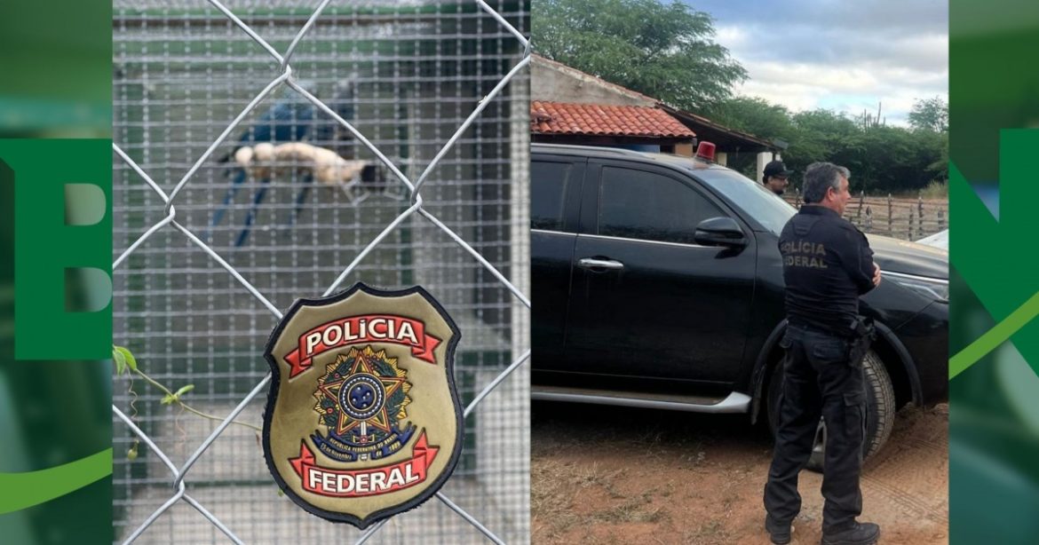 pf-e-icmbio-deflagram-operacao-para-proteger-ararinhas-azuis-ameacadas-de-extincao-na-bahia