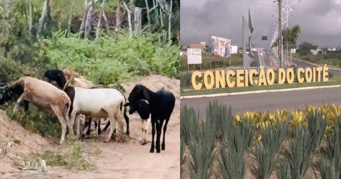 caprinos-sao-resgatados-e-devolvidos-ao-dono-em-conceicao-do-coite